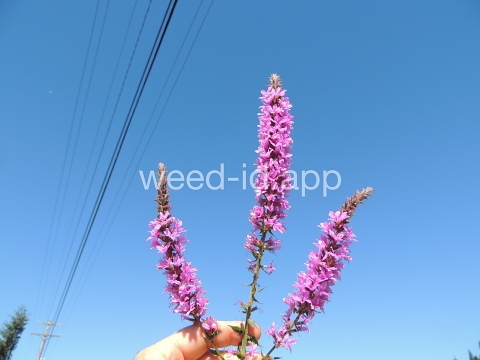 loosestrife, purple